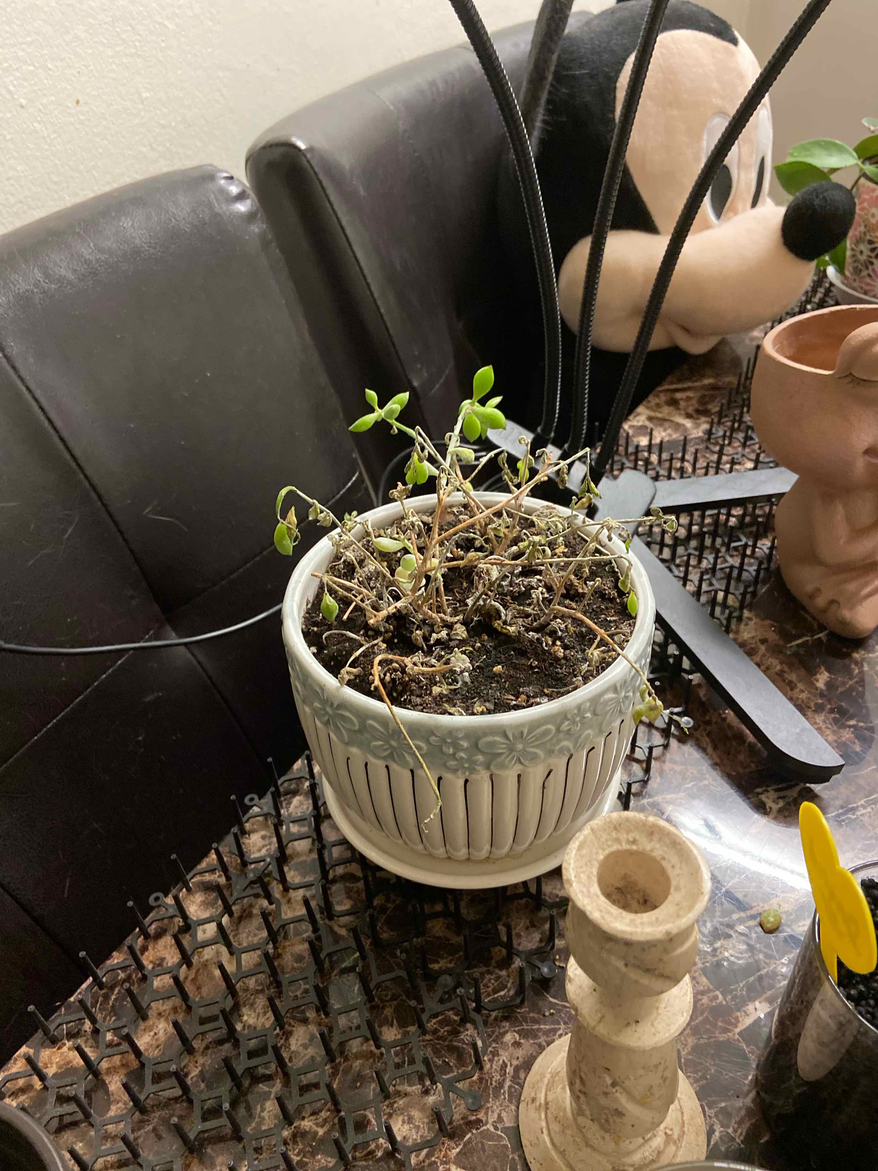 Potted Cliff Cotyledon plant with sparse foliage on a table.