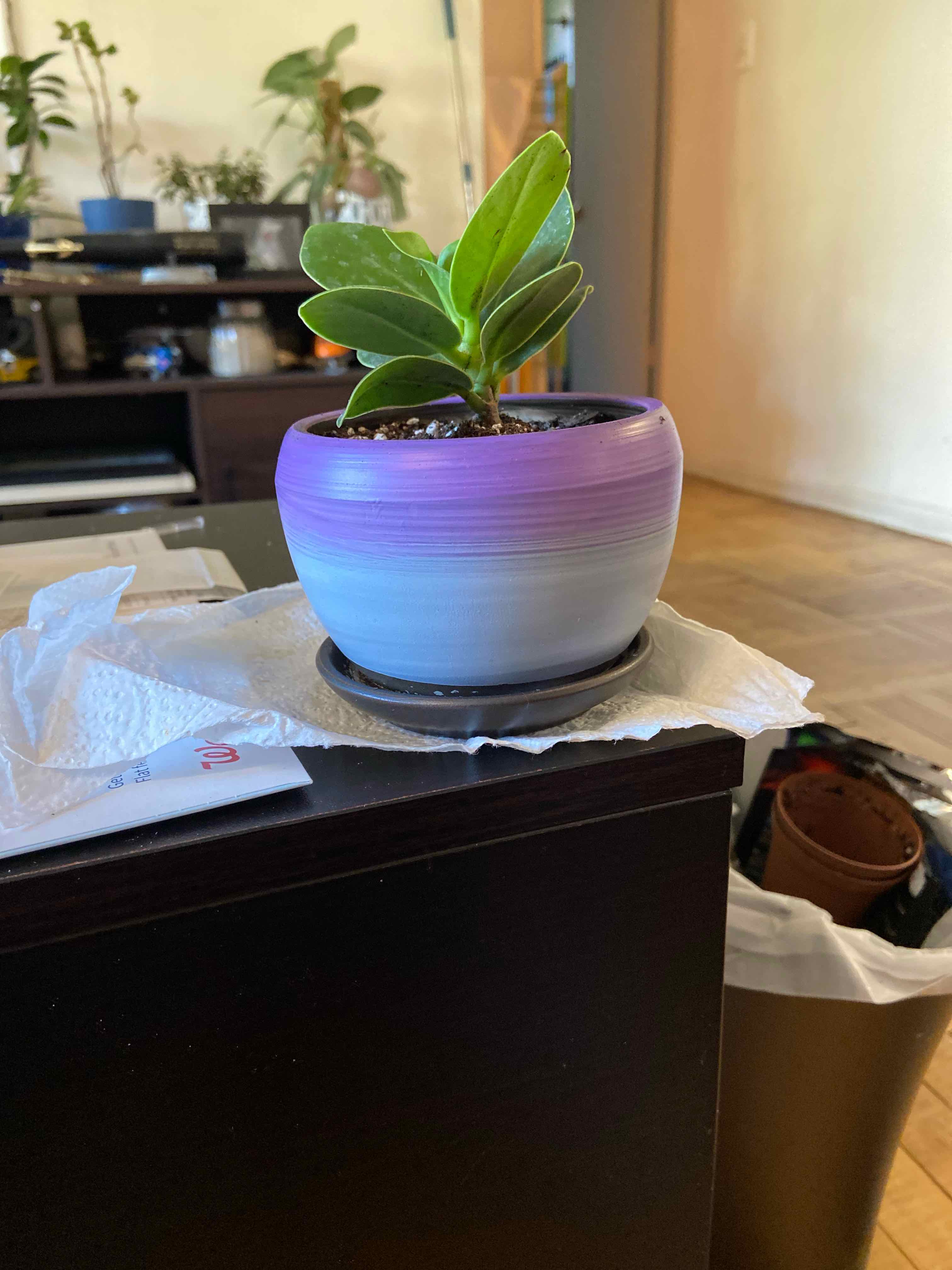 Potted Autograph Tree plant in a purple gradient pot, healthy green leaves, visible soil.
