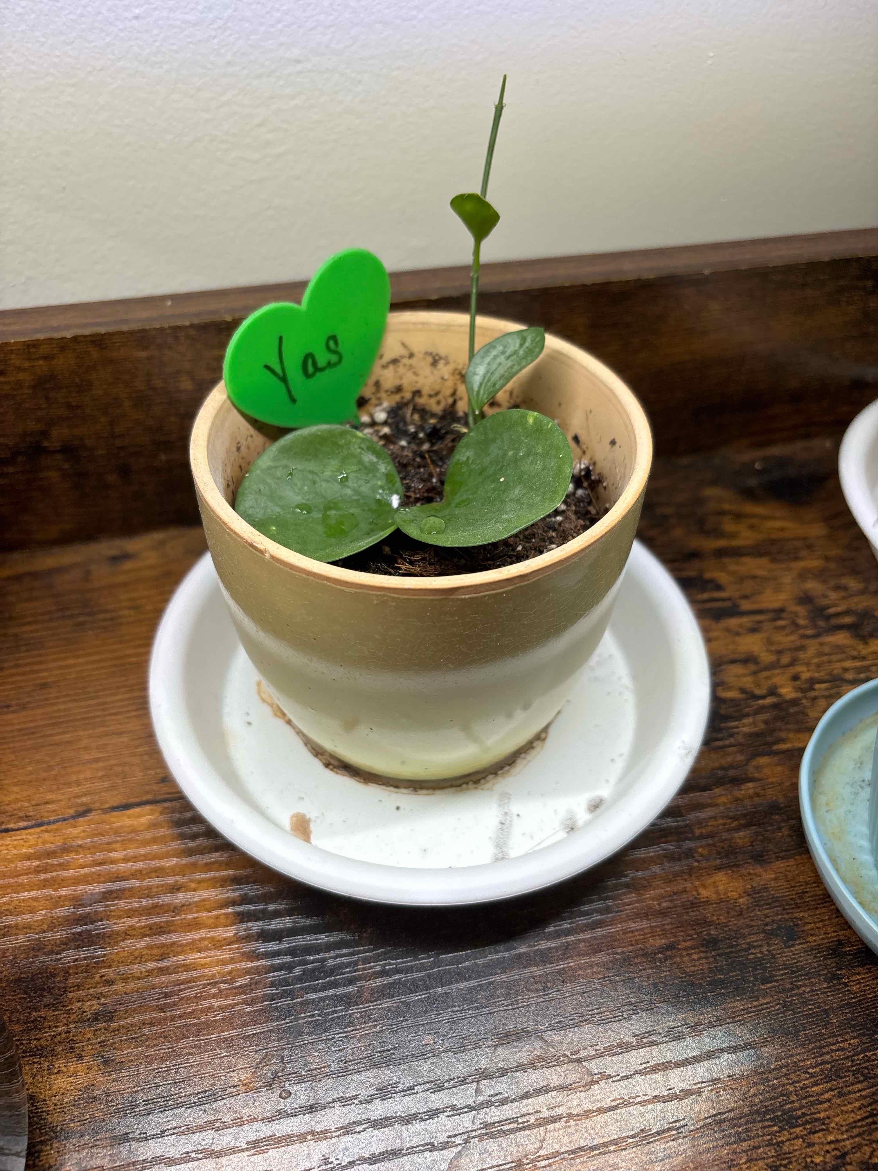 Photo of the plant species Hoya australis 'Bordvare' by @FitBrowallia named Yas on Greg, the plant care app