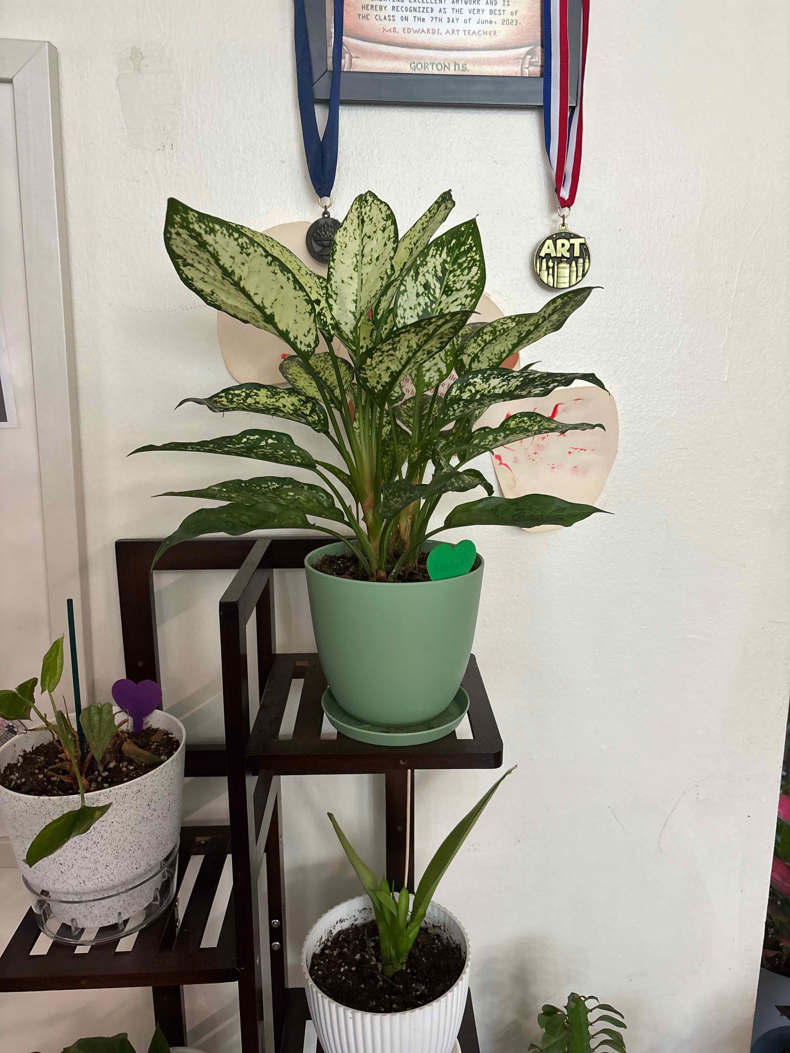 Photo of the plant species Aglaonema 'Osaka' by @FitBrowallia named Tobias on Greg, the plant care app