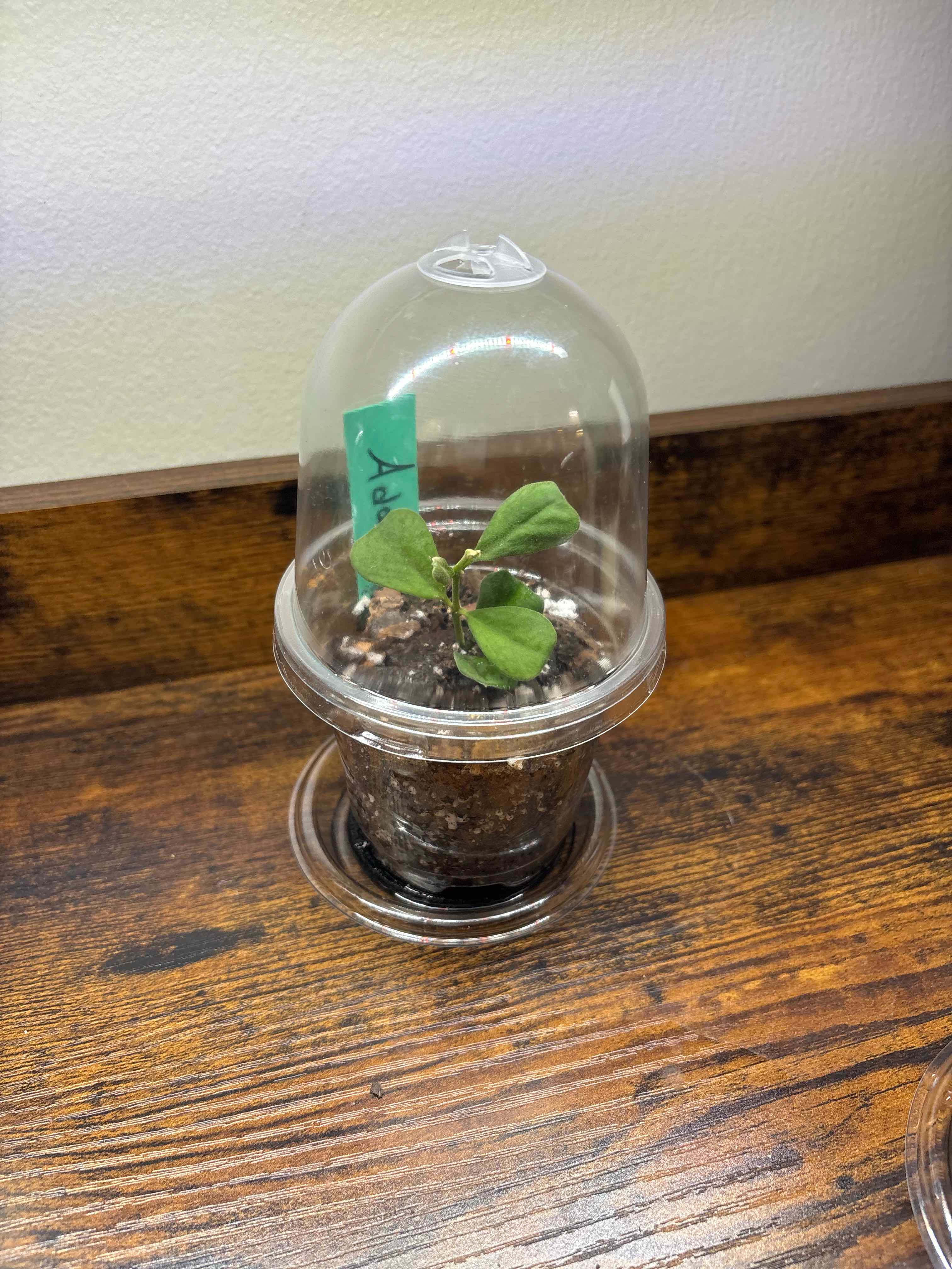 Photo of the plant species Hoya Manipurensis by @FitBrowallia named Adara on Greg, the plant care app
