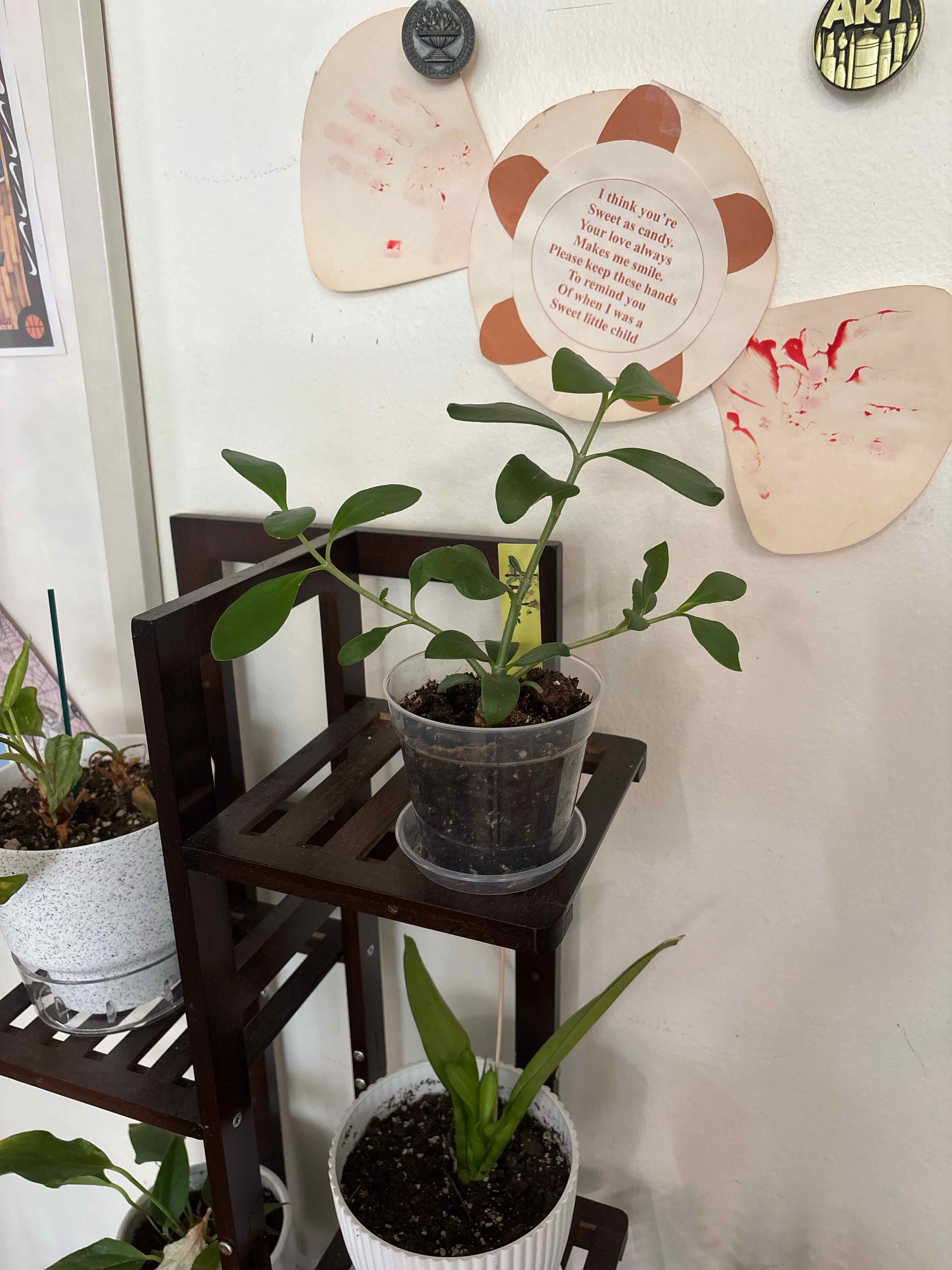 Photo of the plant species Ant Plant by @FitBrowallia named Antie on Greg, the plant care app