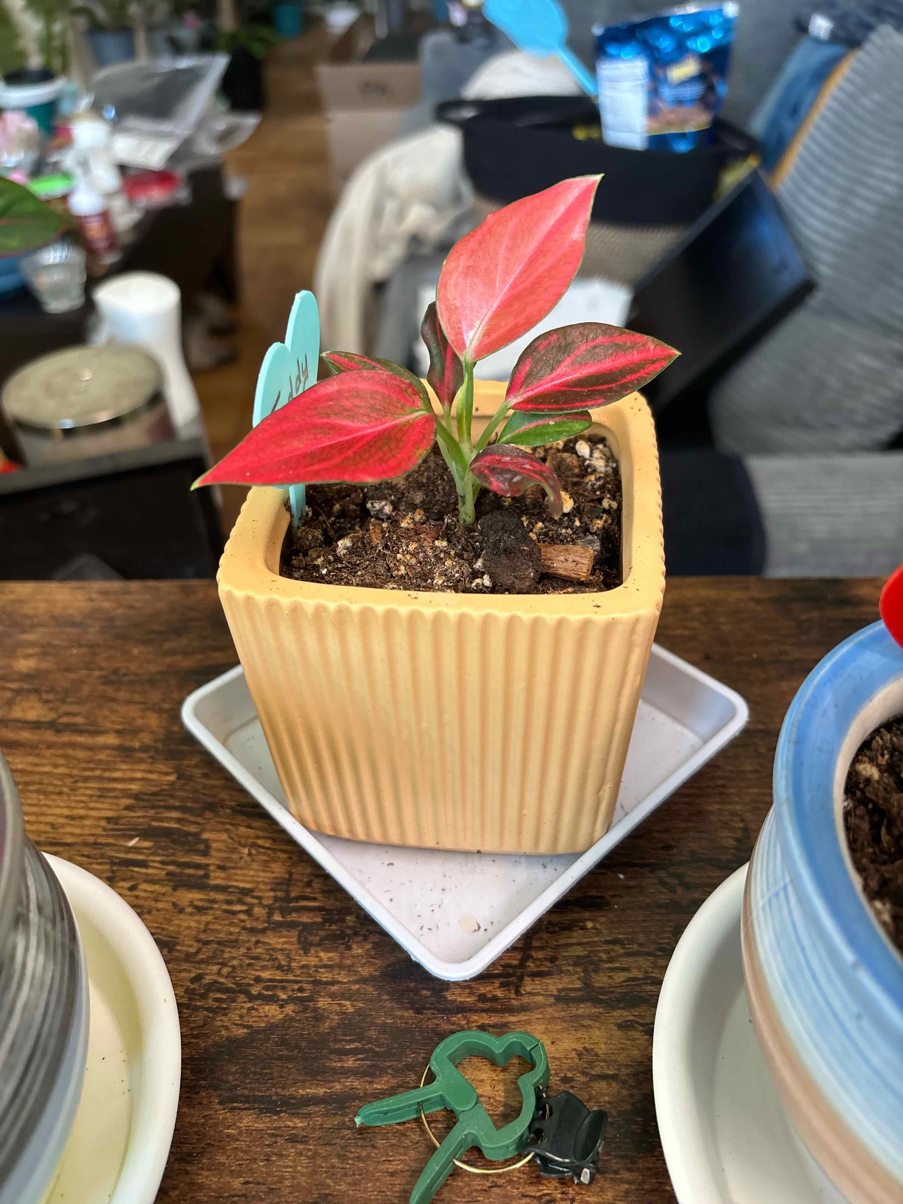 Photo of the plant species Aglaonema 'China Red' by @FitBrowallia named Teddy on Greg, the plant care app
