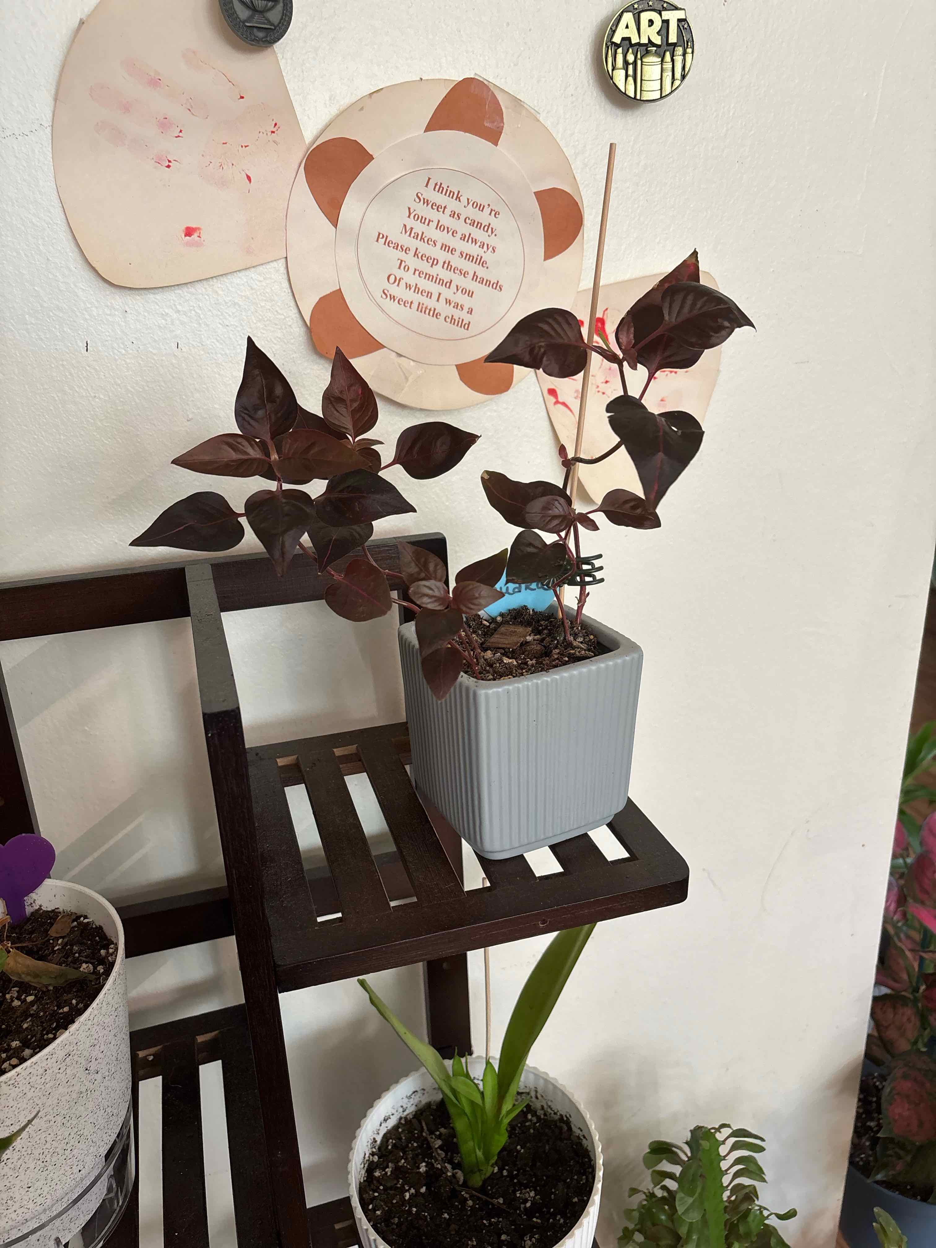 Plant care for Joyweed on Greg, the plant care app