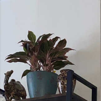 Chinese Evergreen plant in Yonkers, New York