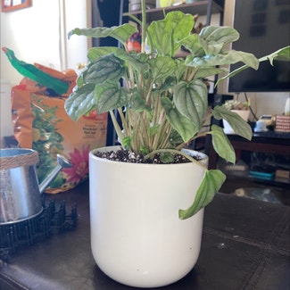 Silver Frost Peperomia plant in Yonkers, New York