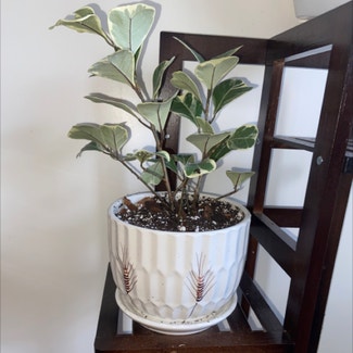Ficus triangularis 'Variegata' plant in Yonkers, New York