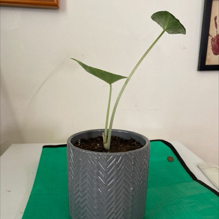 Potted Alocasia ninja plant with two main stems and healthy leaves.