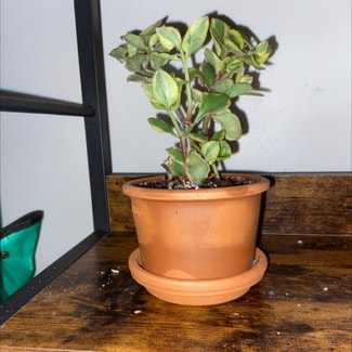 Variegated Trailing Jade Plant plant in Yonkers, New York