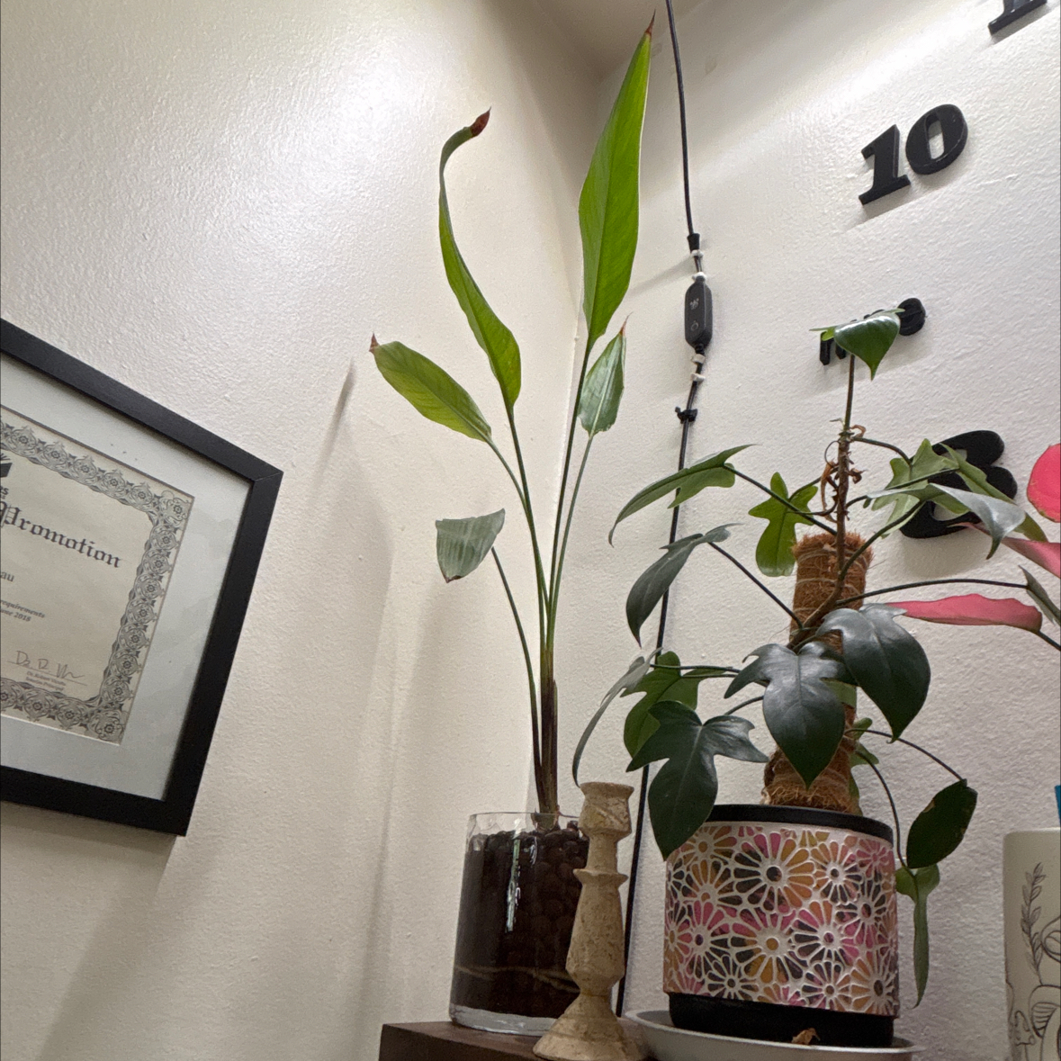 Photo of the plant species variegated birds of paradise by @FitBrowallia named Orlando on Greg, the plant care app