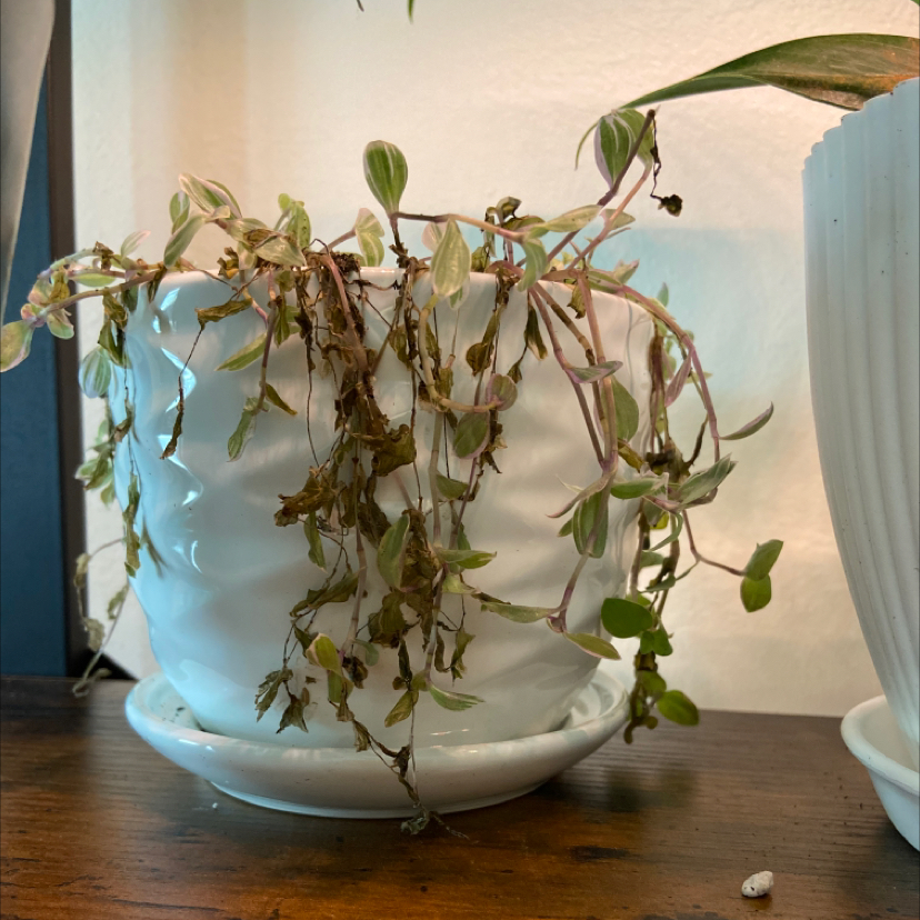 Pink Panther Tradescantia plant in a white pot with significant browning and wilting.