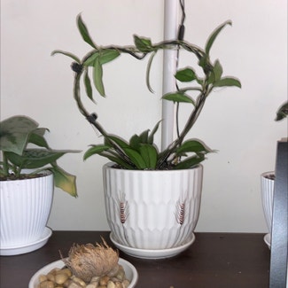 Hoya crassipetiolata plant in Yonkers, New York