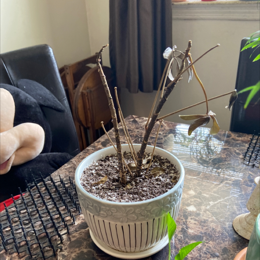 Potted Variegated Dwarf Umbrella Tree with bare stems and wilting leaves indoors on a table.