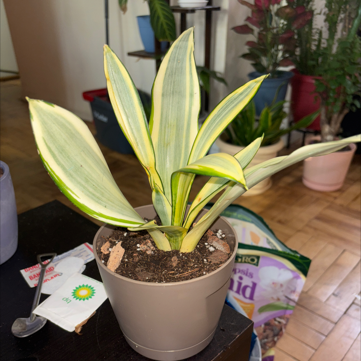 Photo of the plant species Sansevieria 'La Rubia' by @FitBrowallia named Ruben on Greg, the plant care app