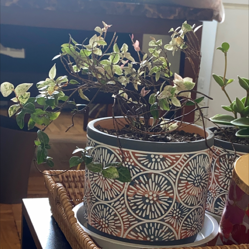 Jasmine