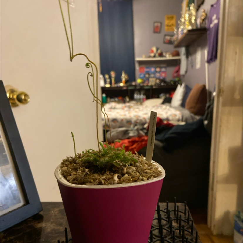 Spoon-Leaved Sundew plant in a pink pot with visible soil, well-framed and in focus.