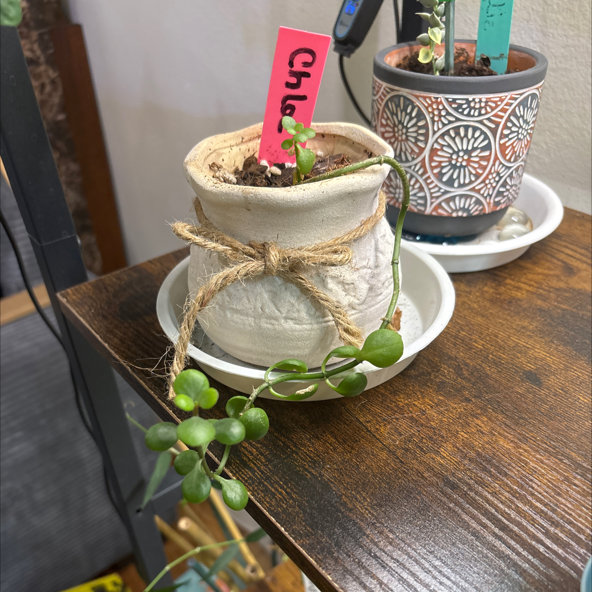 Photo of the plant species Kalanchoe blossfeldiana 'Yellow' by @FitBrowallia named Chloe on Greg, the plant care app