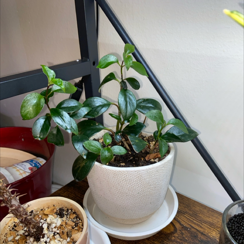 Potted Lipstick Plant with glossy green leaves, soil visible, well-framed and in focus.