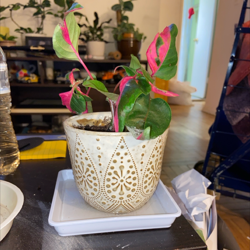 Party Time Alternanthera plant in a decorative pot with vibrant pink and green leaves.