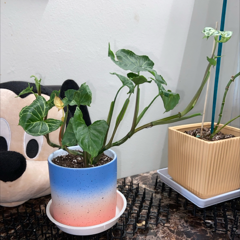 Syngonium 'Batik' plant in a blue and red gradient pot with visible yellowing on one leaf.