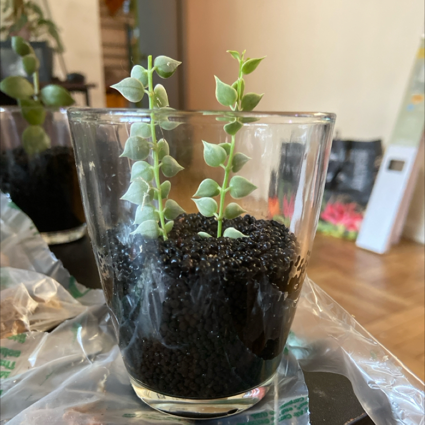 Two stems of Million Hearts Dischidia in a glass container with soil.