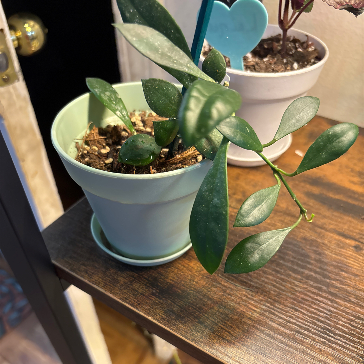 Photo of the plant species Hoya sipitangensis by @FitBrowallia named Sprout on Greg, the plant care app