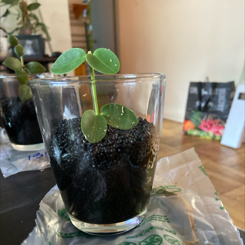 Bush Hoya plant in a glass container with black soil, green leaves, and a background with other plants.