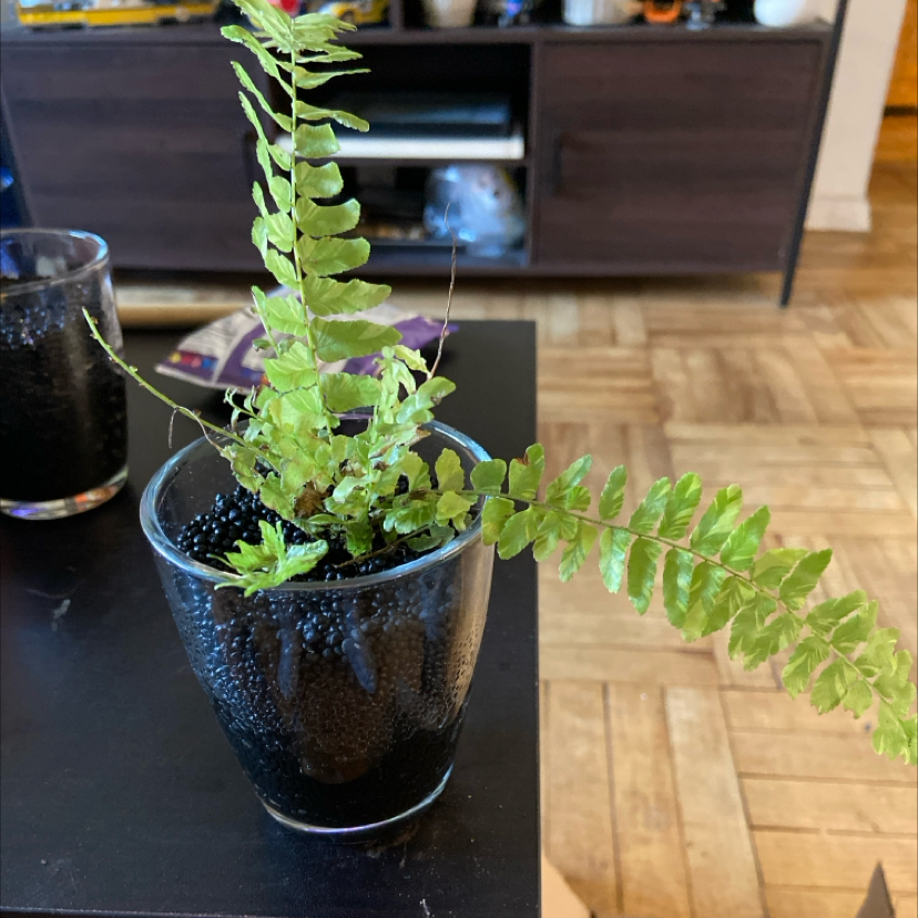 Tiger Fern plant in a glass container with visible soil, showing some yellowing and browning leaves.