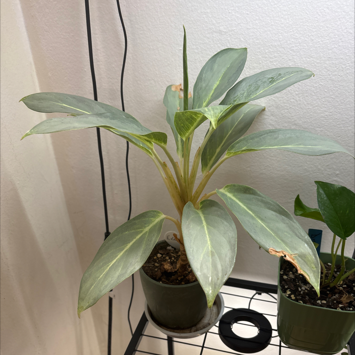Photo of the plant species Chinese Evergreen 'Ghost' by @FitBrowallia named Everett on Greg, the plant care app