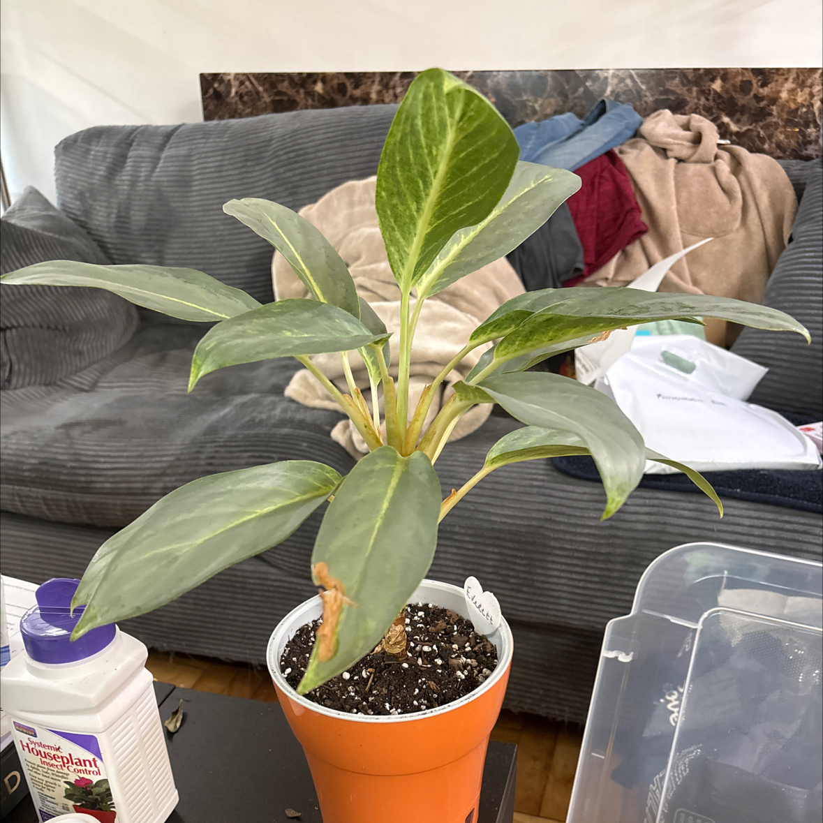 Photo of the plant species Chinese Evergreen 'Ghost' by @FitBrowallia named Everett on Greg, the plant care app