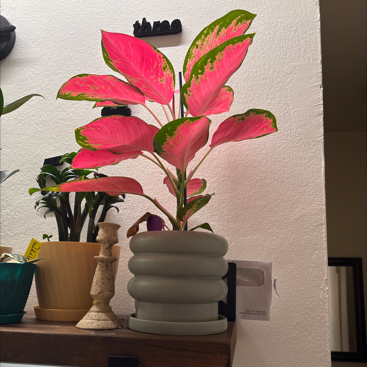Photo of the plant species Pink Pearl Chinese Evergreen by @FitBrowallia named Pearl on Greg, the plant care app