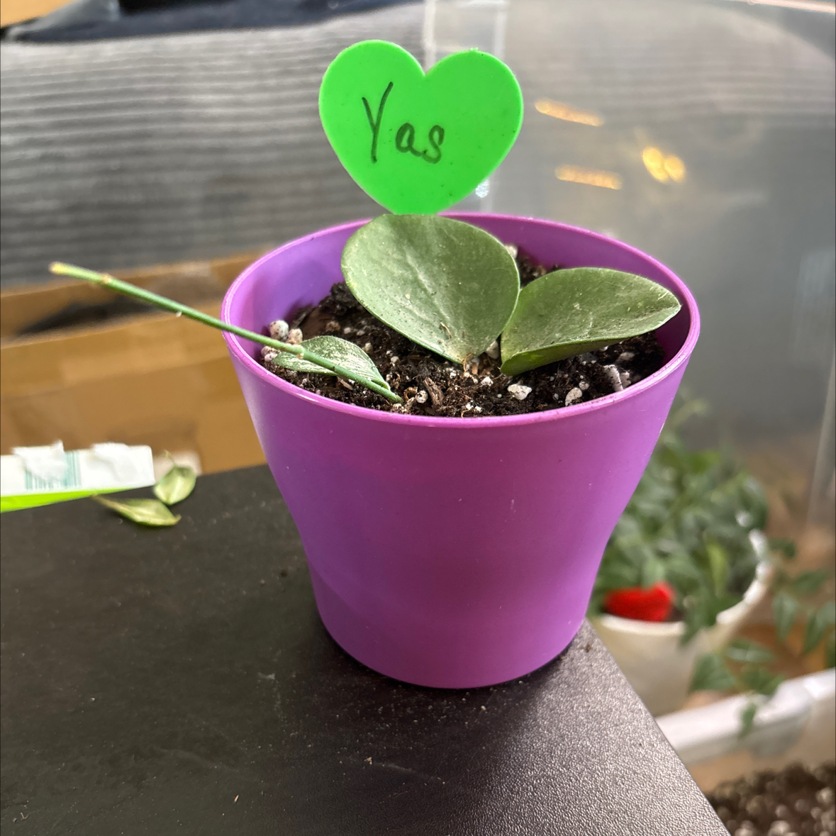 Photo of the plant species Hoya australis 'Bordvare' by @FitBrowallia named Yas on Greg, the plant care app