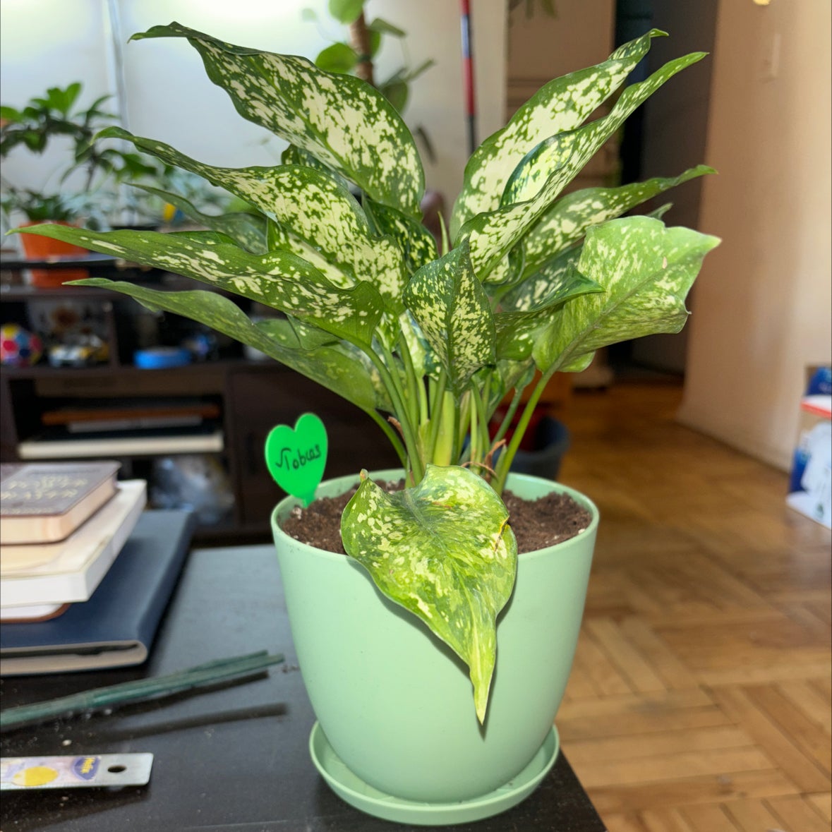 Plant care for Alocasia 'Purple Sword' on Greg, the plant care app
