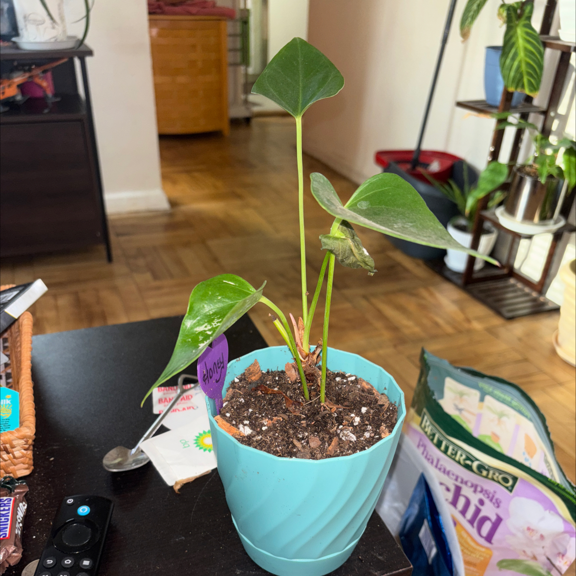 Photo of the plant species Rainbow Anthurium by @FitBrowallia named Honey on Greg, the plant care app