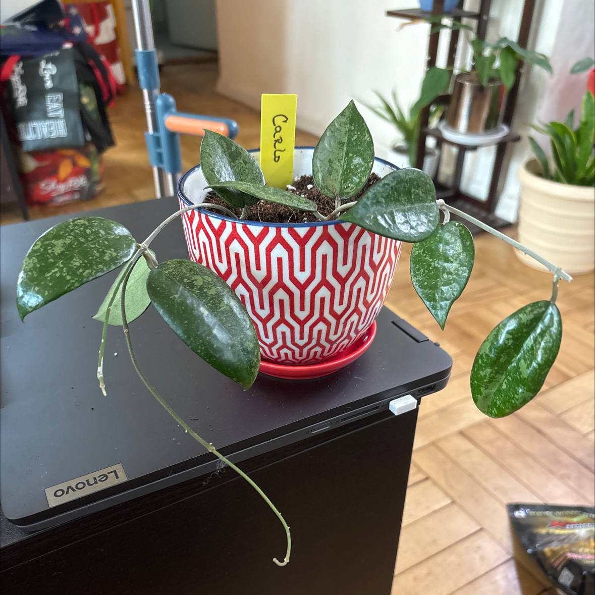 Photo of the plant species Peperomia 'Harmony's Midnight Wave' by @FitBrowallia named Carlo on Greg, the plant care app