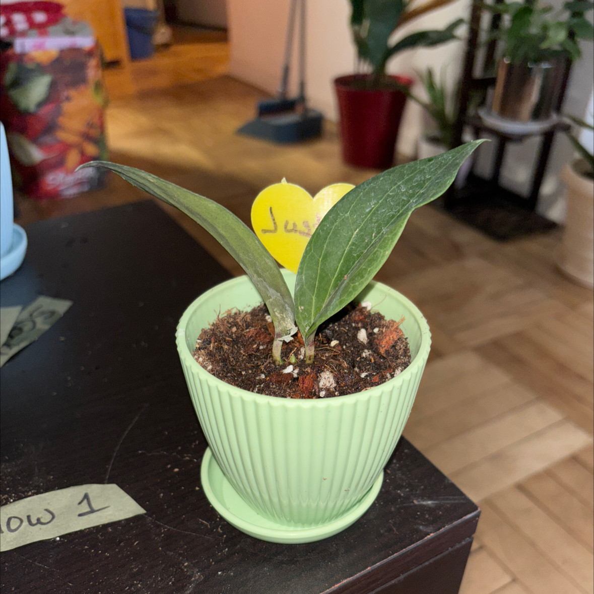 Photo of the plant species Hoya pottsii 'Khao Yai' by @FitBrowallia named Justus on Greg, the plant care app