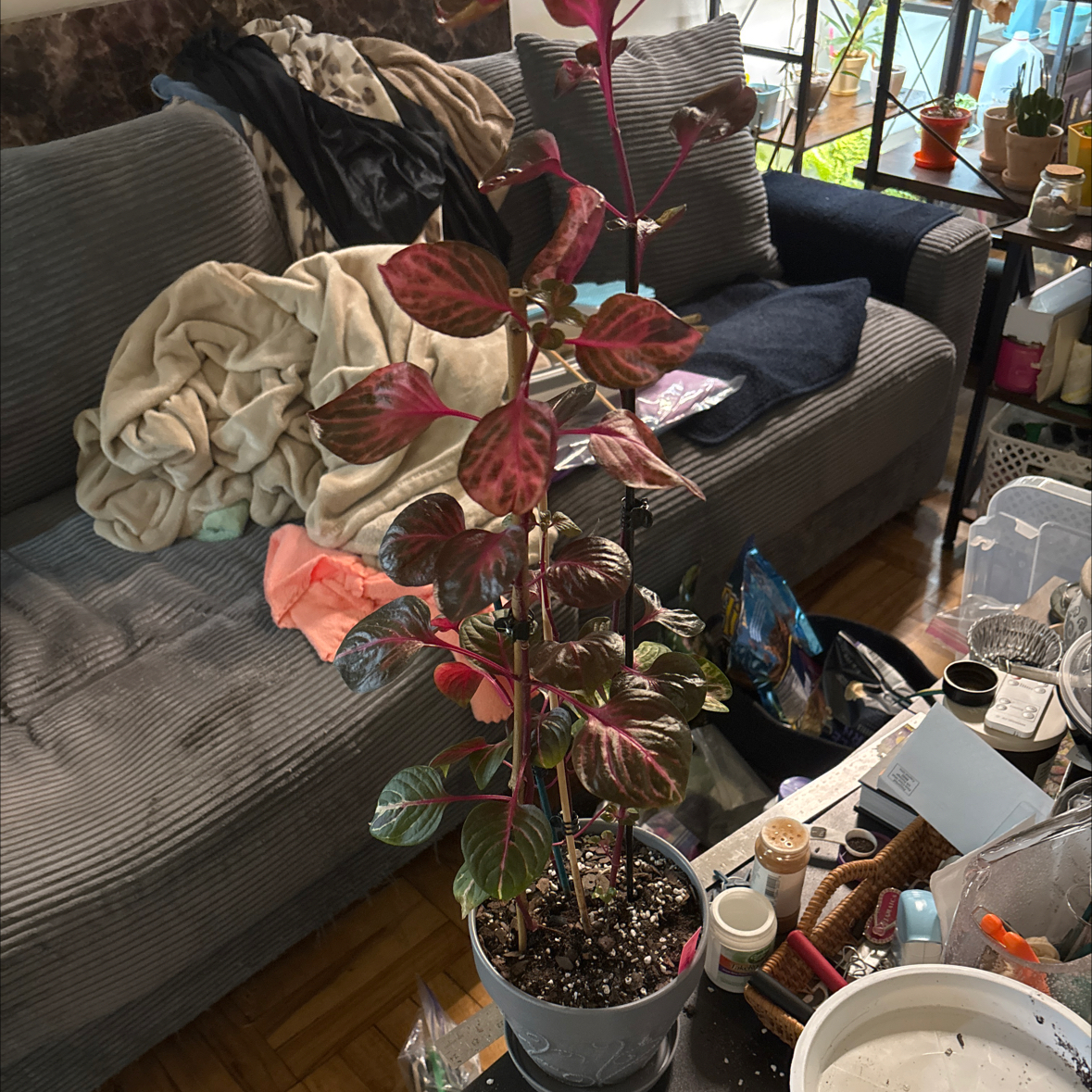 Photo of the plant species Chicken Gizzard by @FitBrowallia named Lester on Greg, the plant care app
