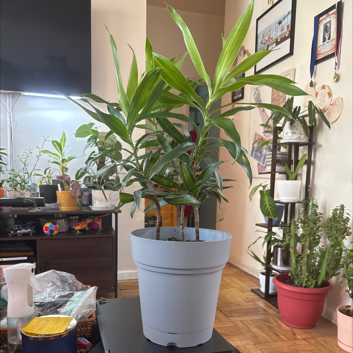 Photo of the plant species Song of Jamaica by @FitBrowallia named Mason on Greg, the plant care app