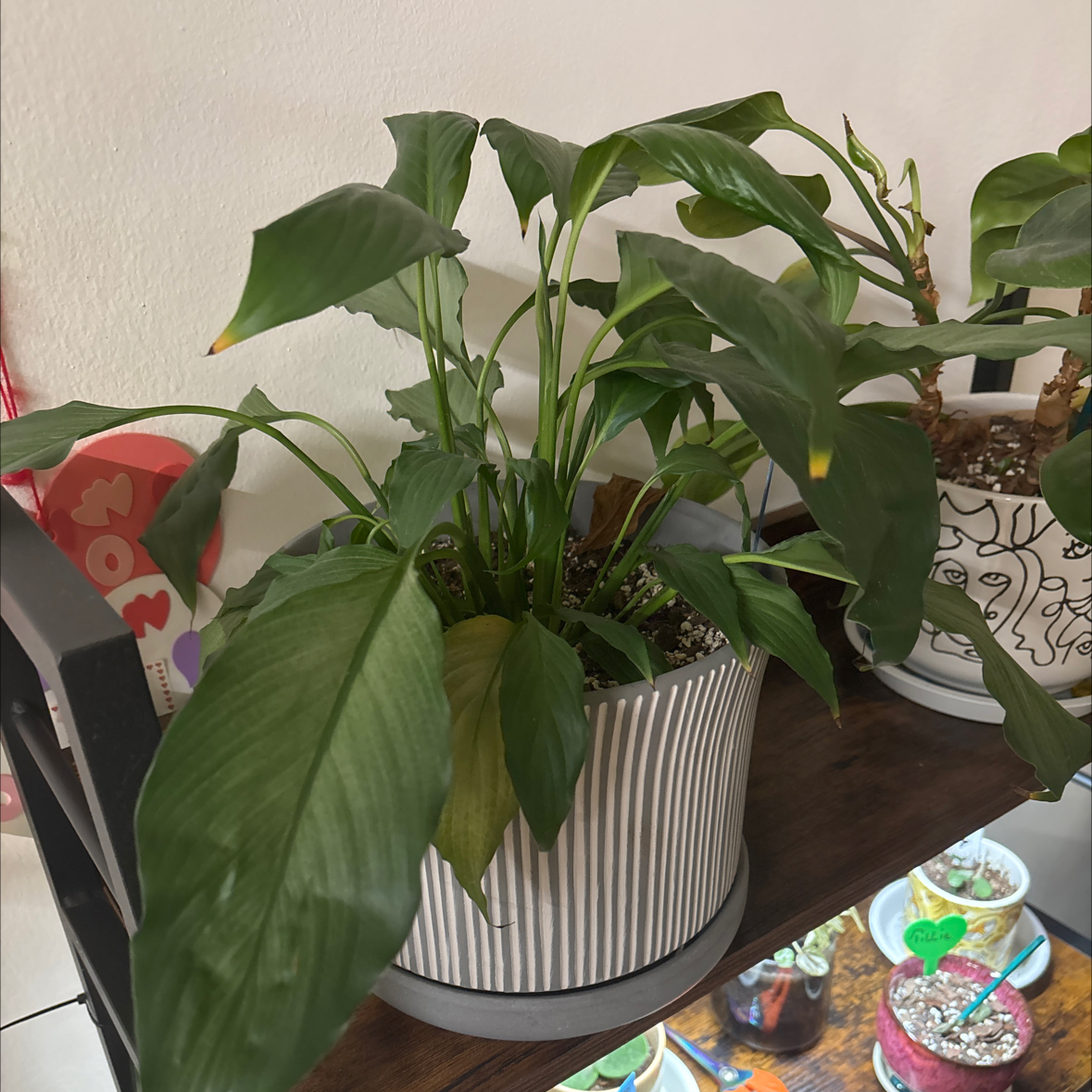 Photo of the plant species Platinum Mist Peace Lily by @FitBrowallia named Misty on Greg, the plant care app