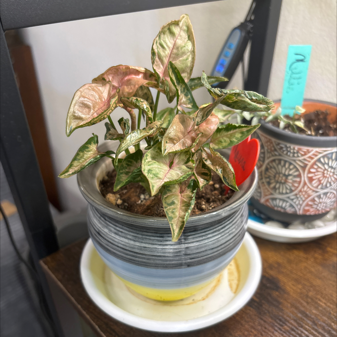 Photo of the plant species Syngonium Pink Rolli by @FitBrowallia named Maura on Greg, the plant care app