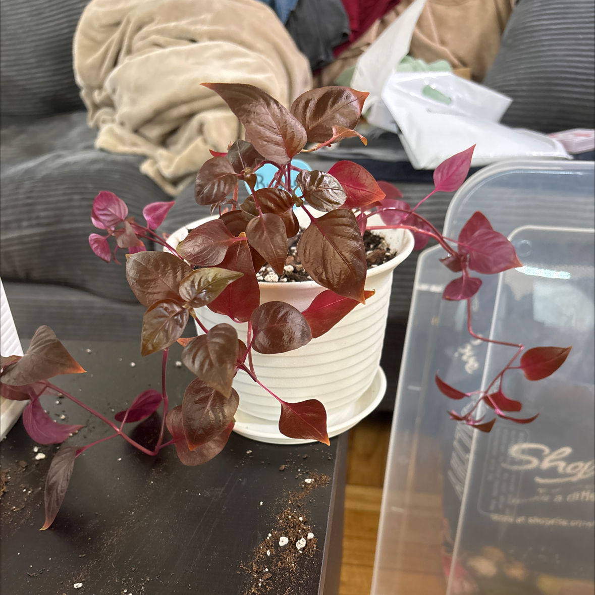 Photo of the plant species Alternanthera Matt's After Party by @FitBrowallia named Rudra on Greg, the plant care app