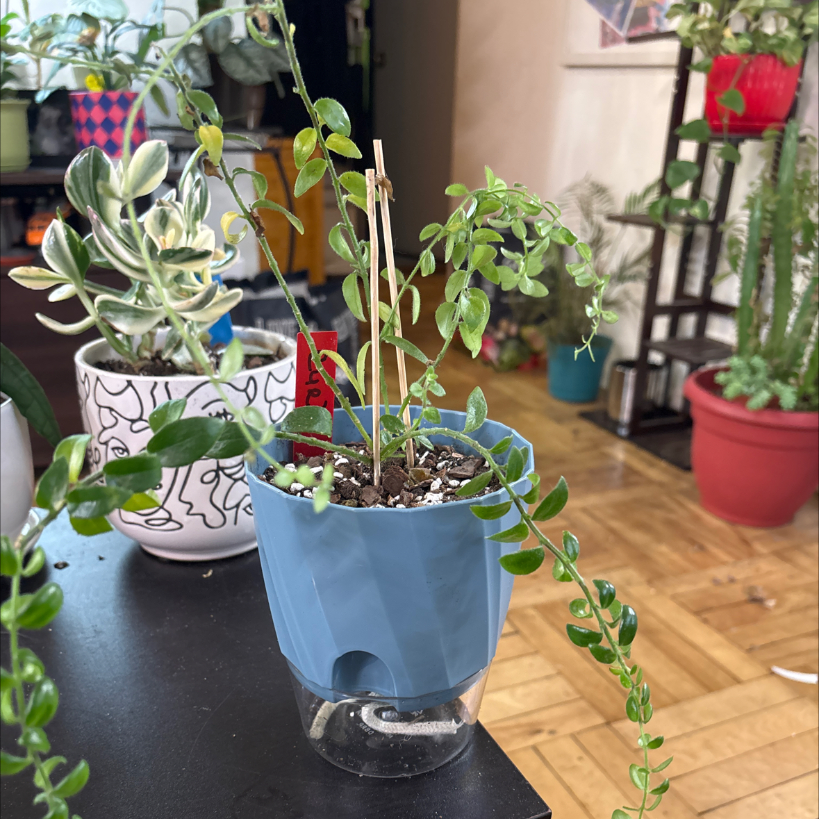 Photo of the plant species Curly Rasta Lipstick by @FitBrowallia named Curly on Greg, the plant care app