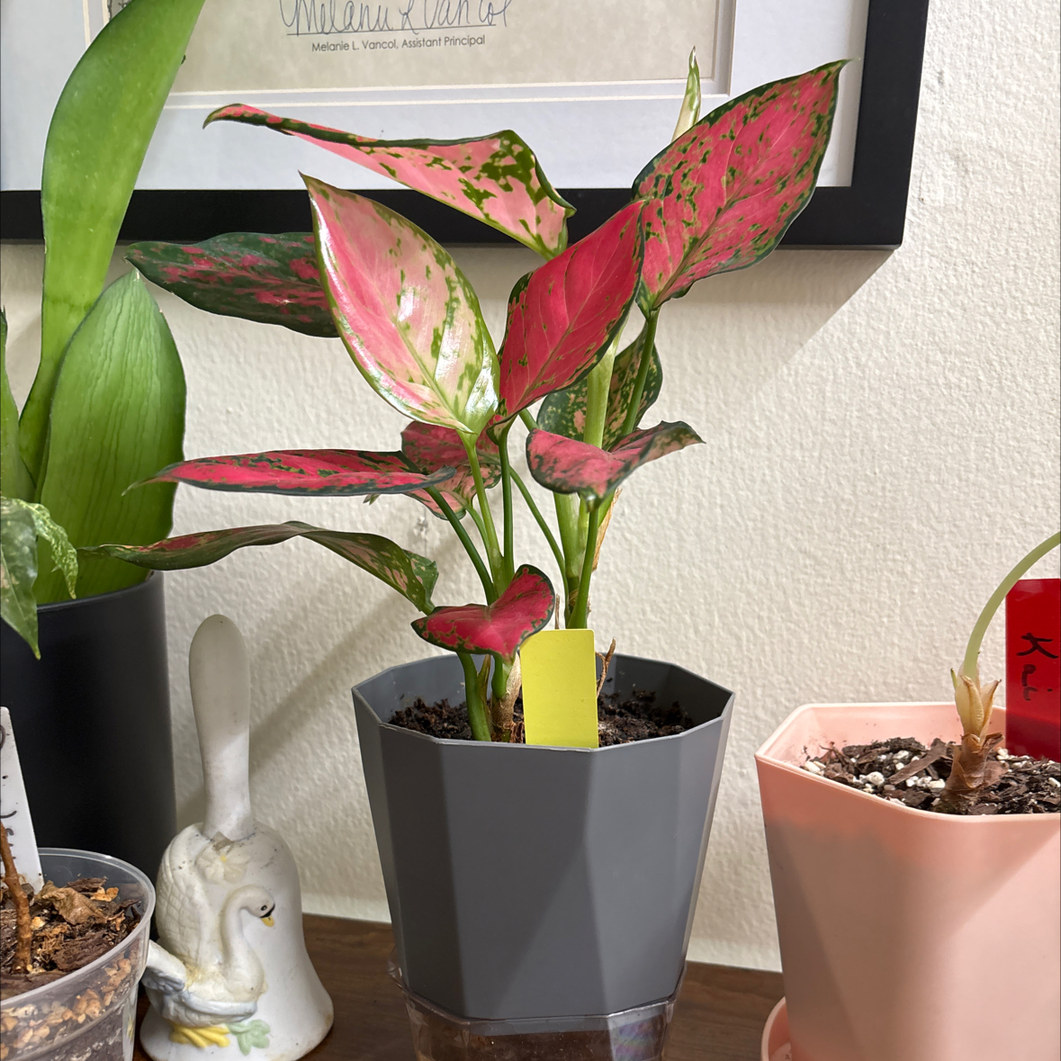 Photo of the plant species Red  Stardust by @FitBrowallia named Tripp on Greg, the plant care app