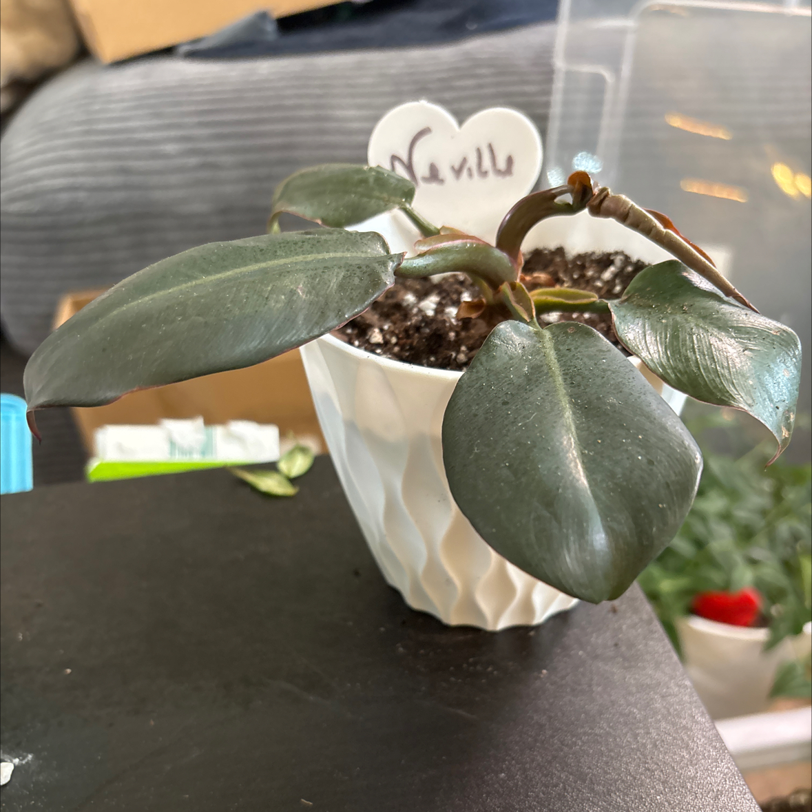 Photo of the plant species Royal Queen Philodendron by @FitBrowallia named Neville on Greg, the plant care app