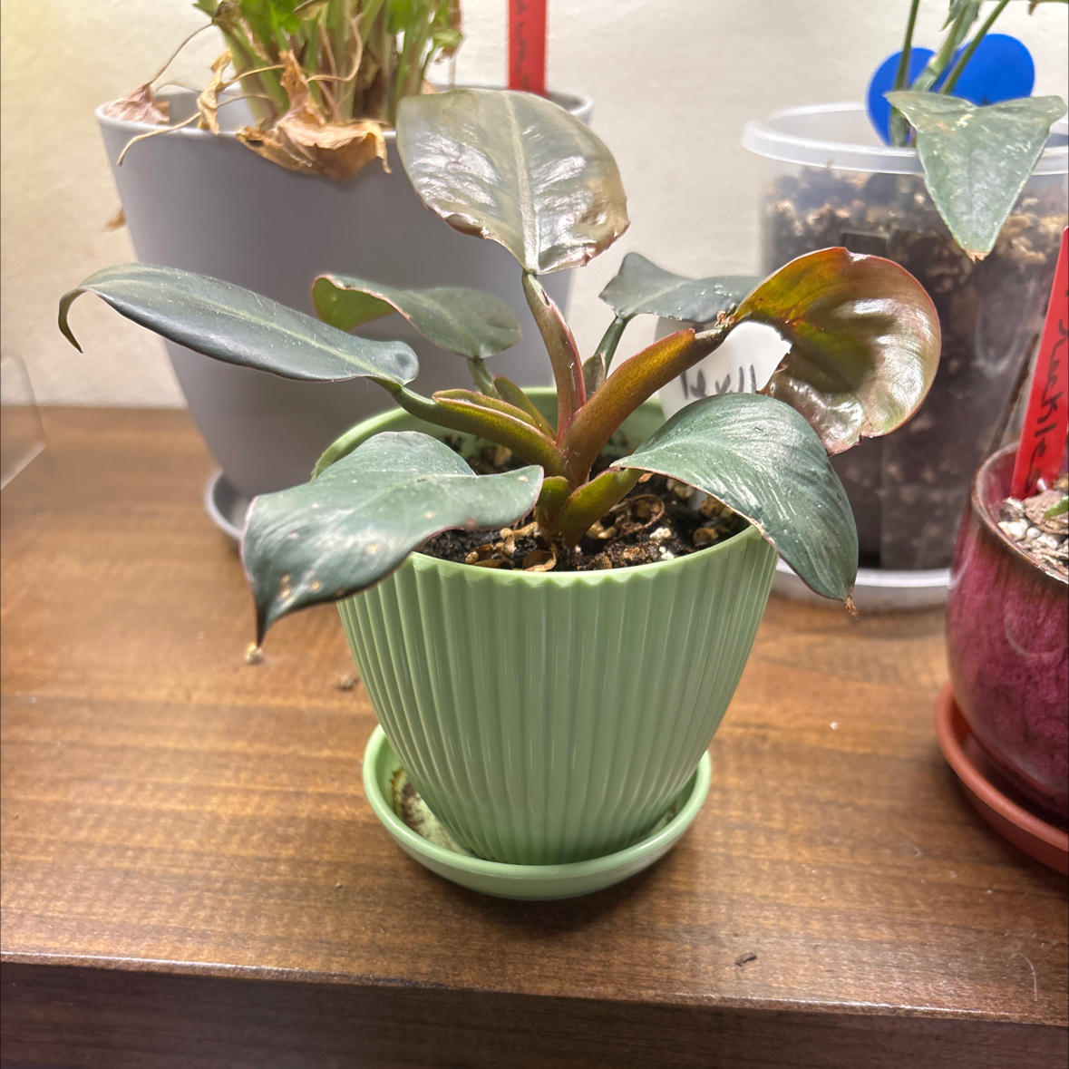 Photo of the plant species Royal Queen Philodendron by @FitBrowallia named Neville on Greg, the plant care app