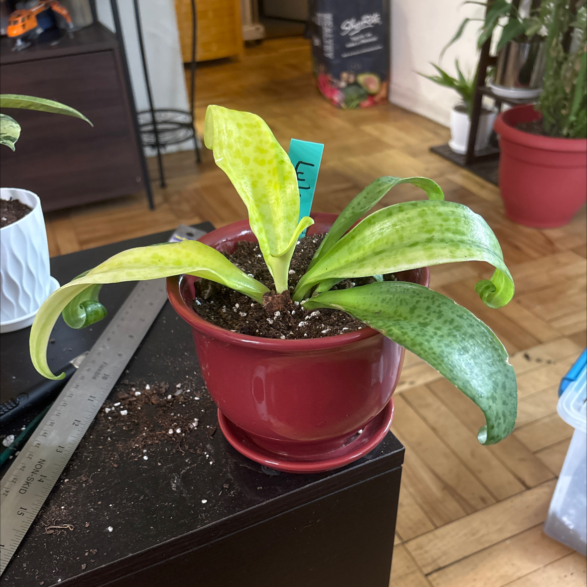 Photo of the plant species Variegated Leopard Lily by @FitBrowallia named Lyle on Greg, the plant care app