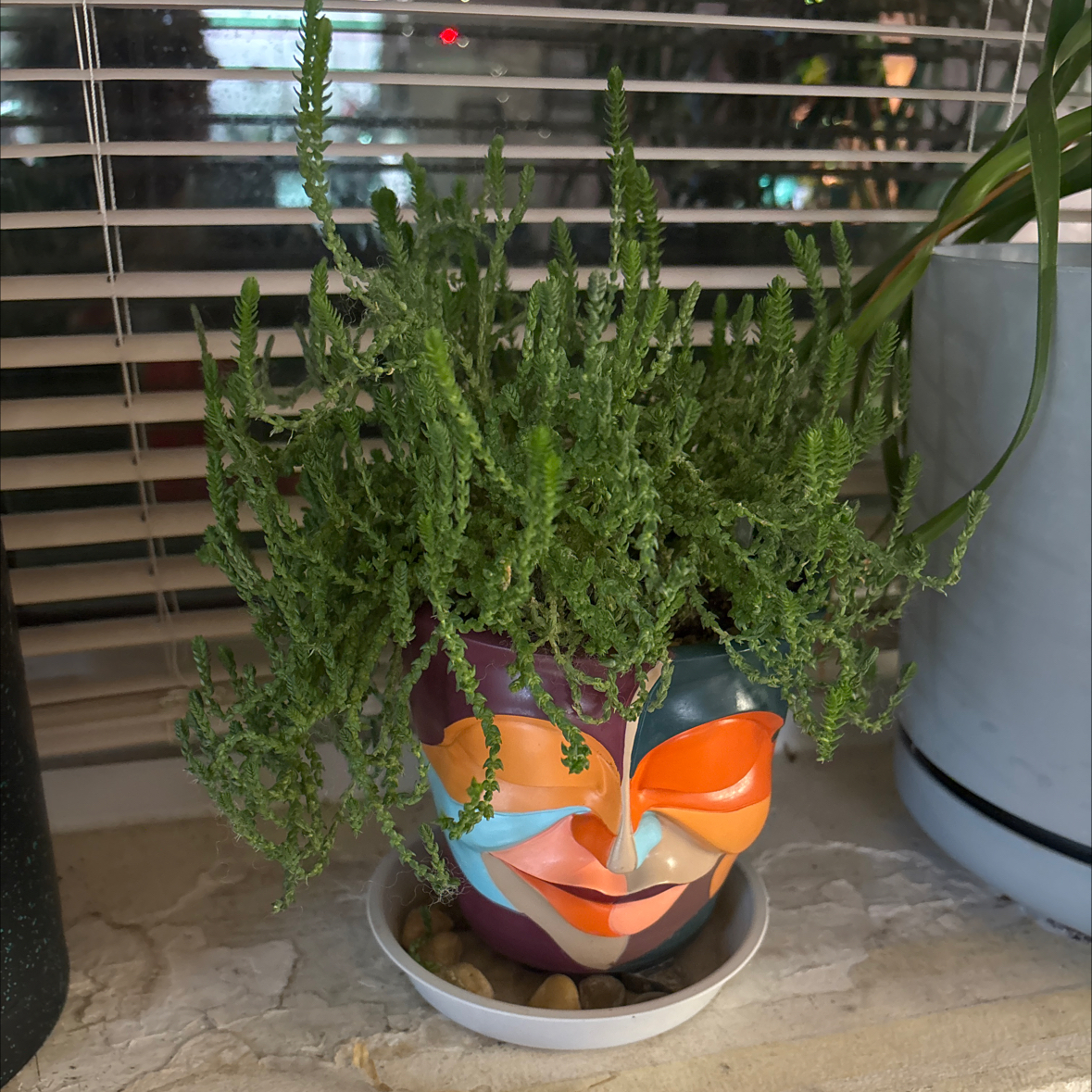 Photo of the plant species Watch Chain by @FitBrowallia named Ferris on Greg, the plant care app