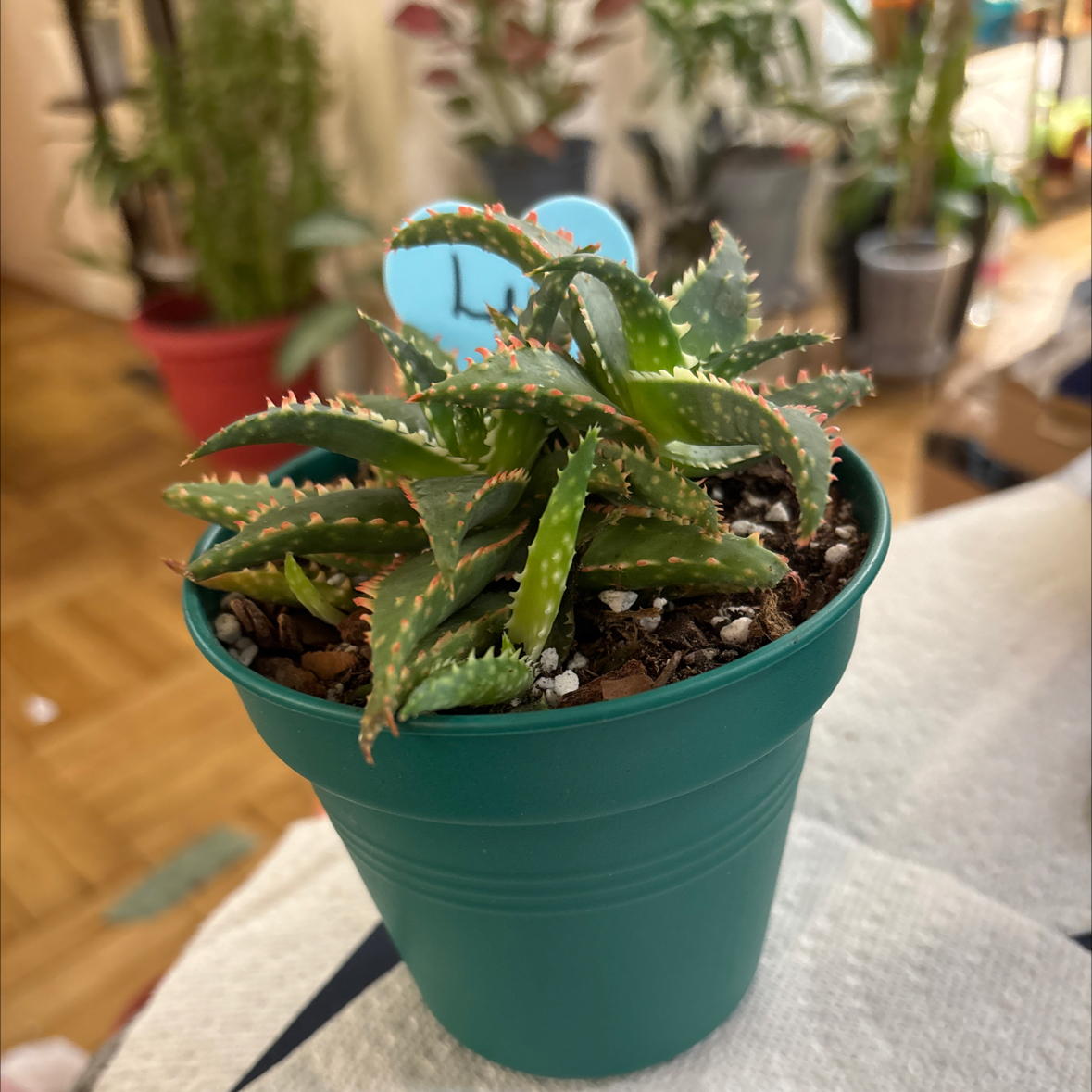 Photo of the plant species christmas carol by @FitBrowallia named Leo on Greg, the plant care app