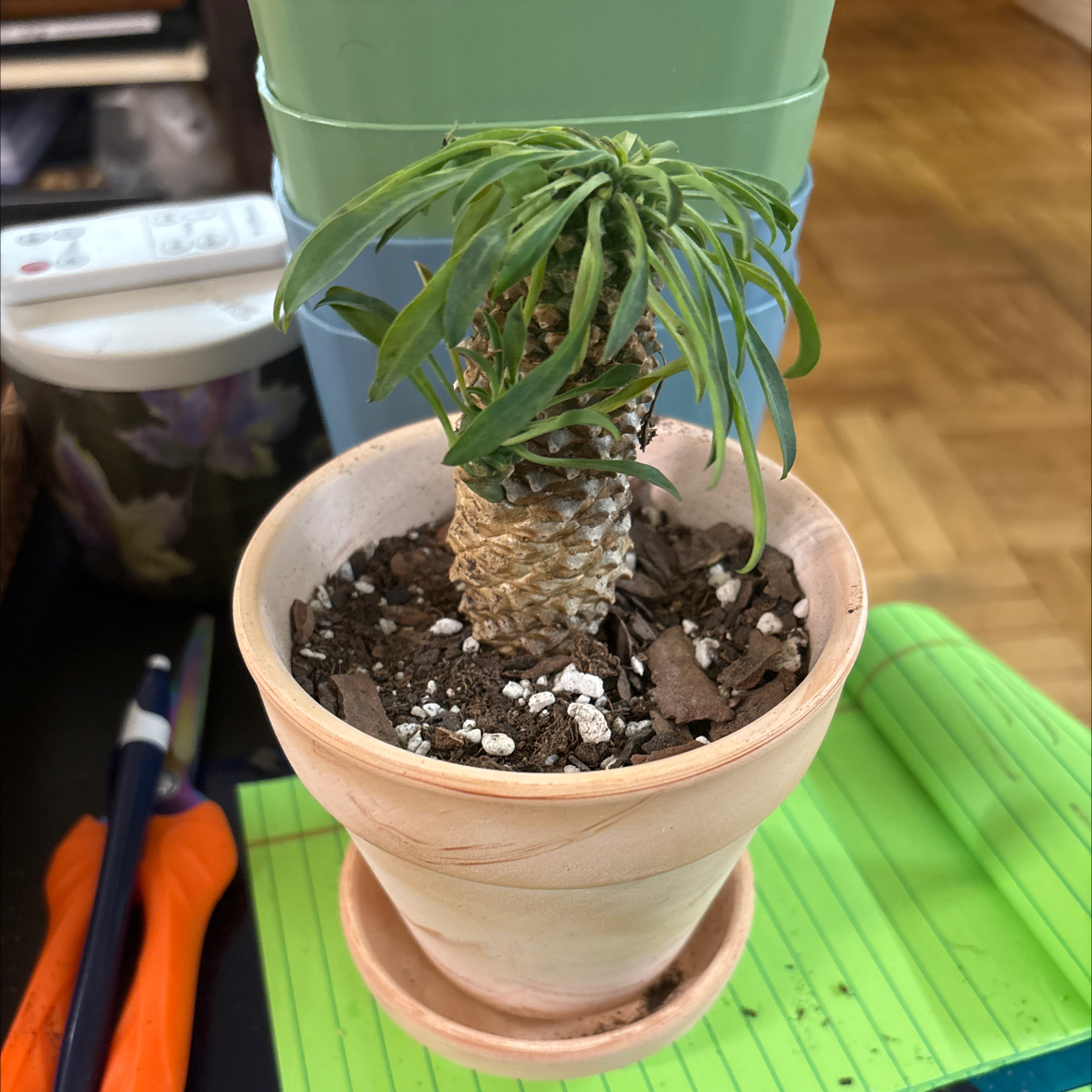 Photo of the plant species Euphorbia Gabizan by @FitBrowallia named Hillary on Greg, the plant care app