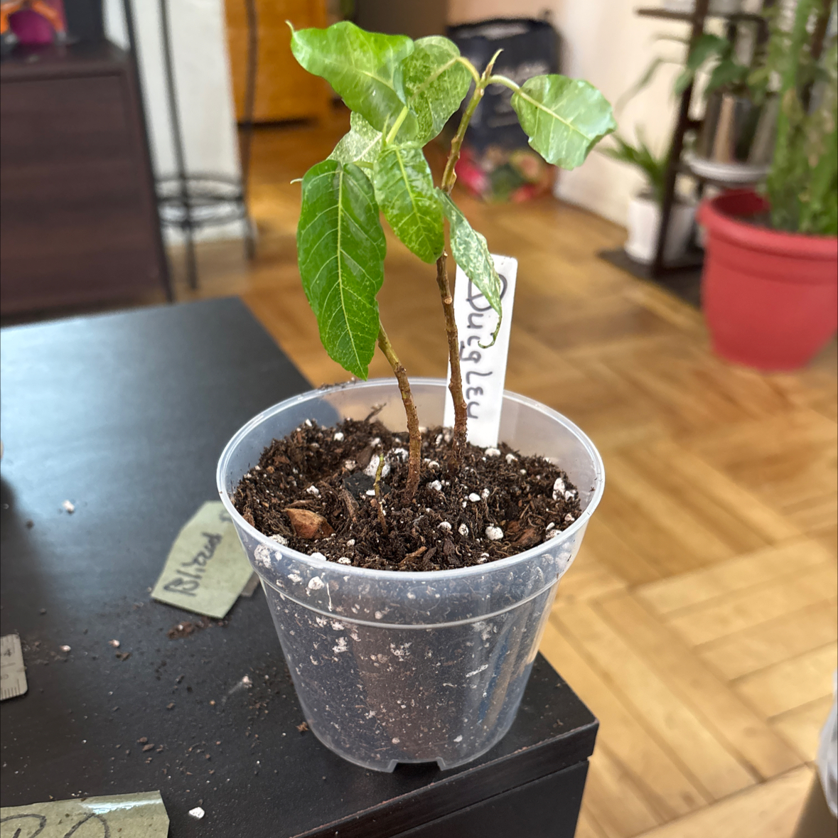 Photo of the plant species Ficus blizzard/snowstorm by @FitBrowallia named Quigley on Greg, the plant care app